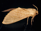 Neoclanis basalis